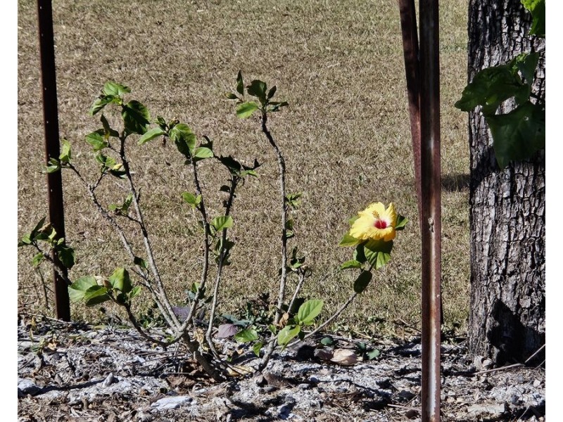 Tansey QLD 4601