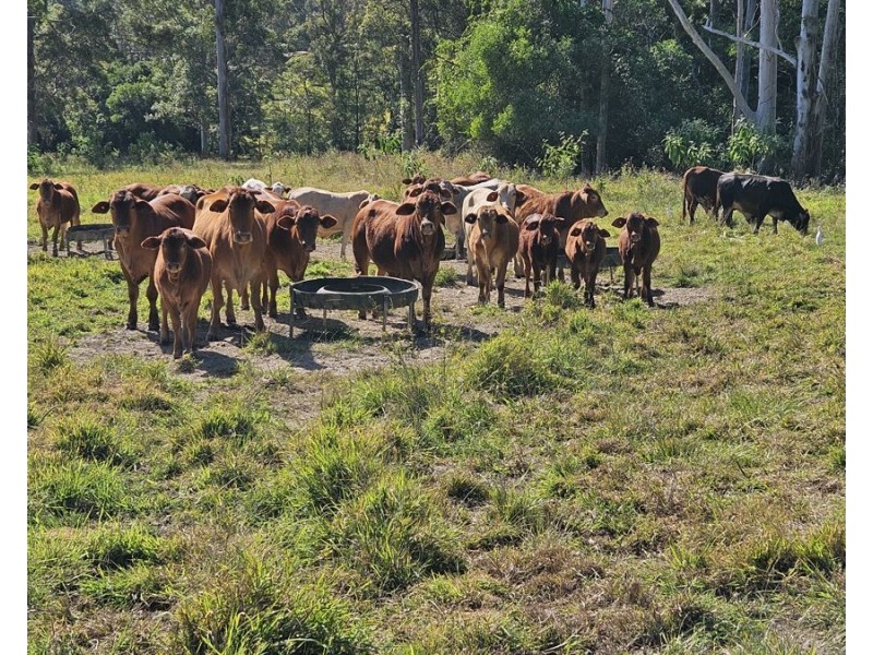 327 Schreibers Road, Cooran QLD 4569