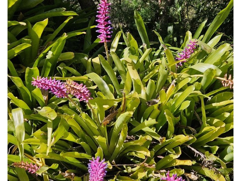 327 Schreibers Road, Cooran QLD 4569