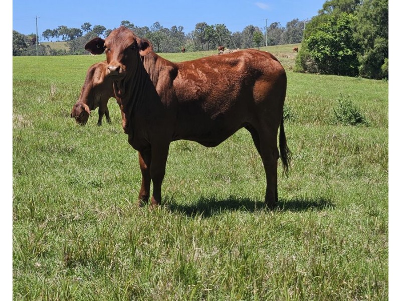 122 Fitzpatrick Road, Jones Hill QLD 4570