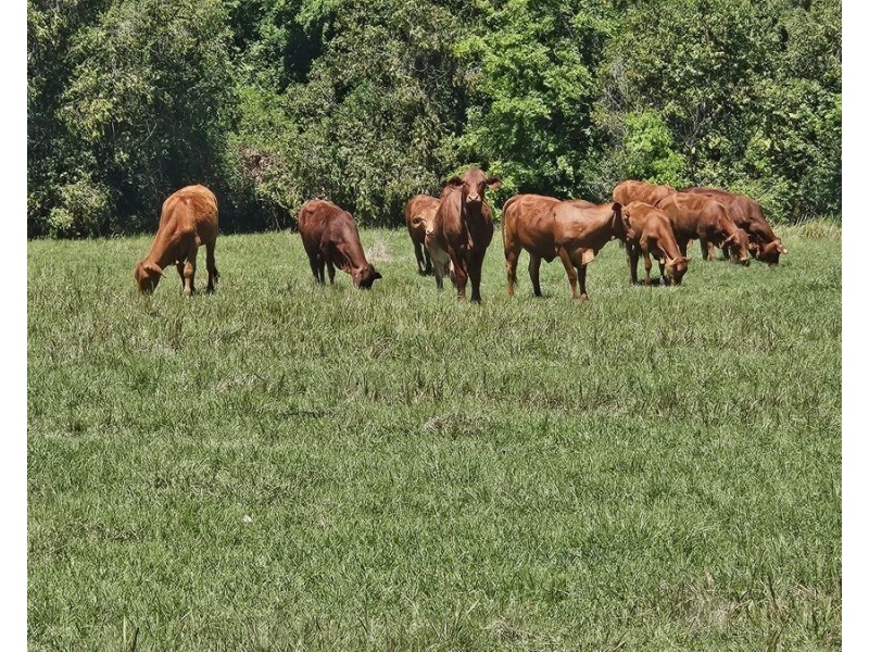 122 Fitzpatrick Road, Jones Hill QLD 4570