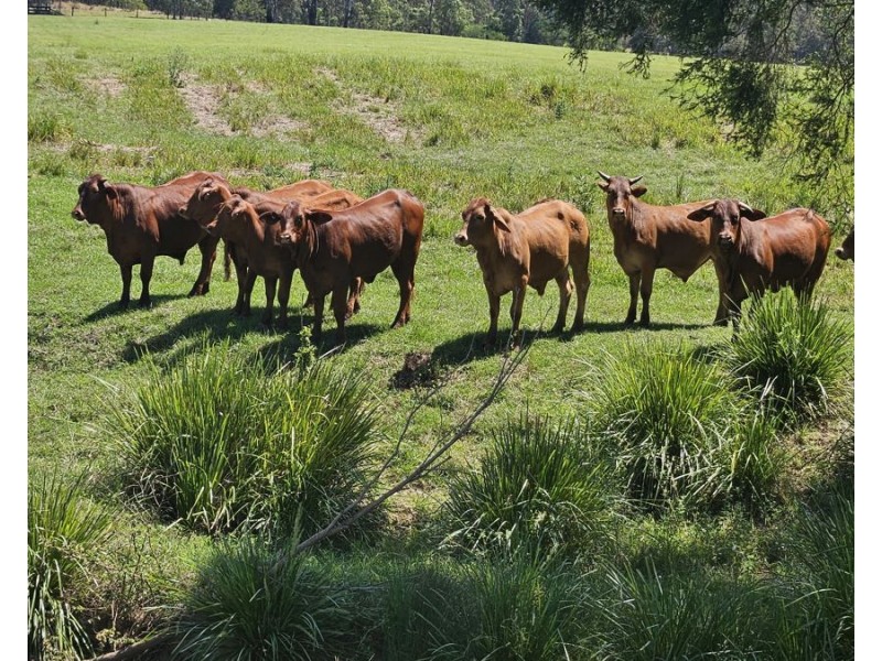 122 Fitzpatrick Road, Jones Hill QLD 4570