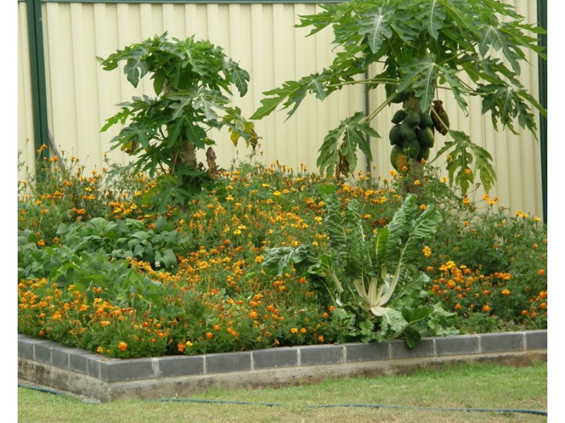 59 Scott Street, Wondai QLD 4606