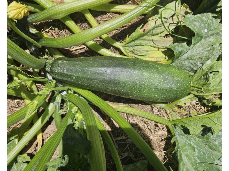 347 Wheatlands Loop Road, Wheatlands QLD 4606