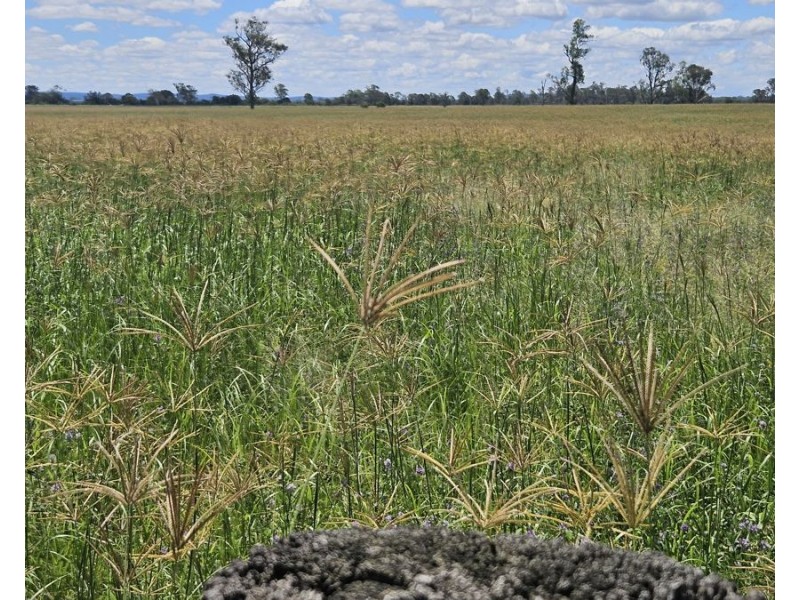 347 Wheatlands Loop Road, Wheatlands QLD 4606