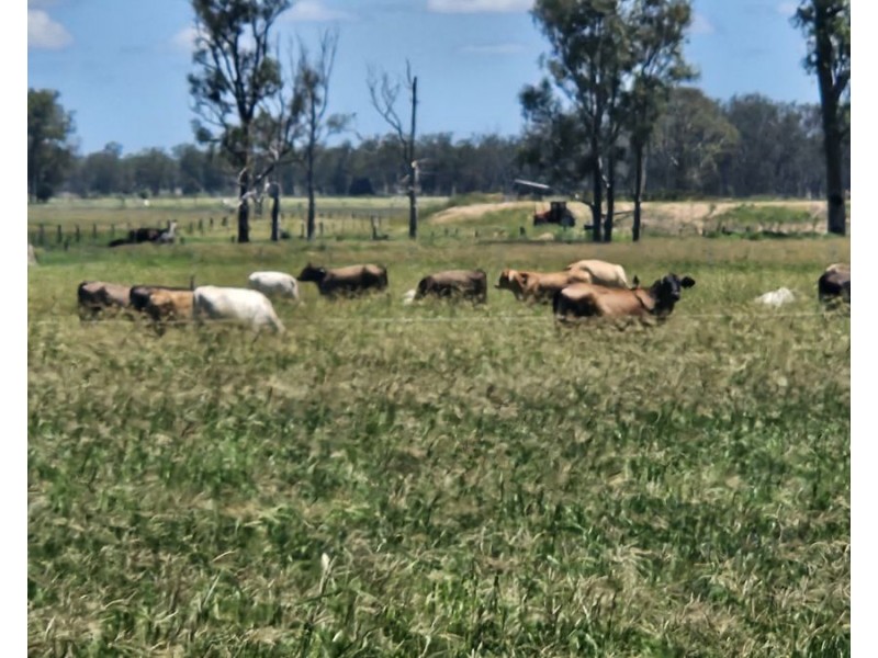 347 Wheatlands Loop Road, Wheatlands QLD 4606