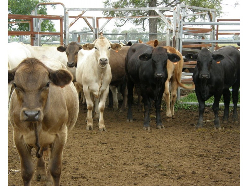 347 Wheatlands Loop Road, Wheatlands QLD 4606