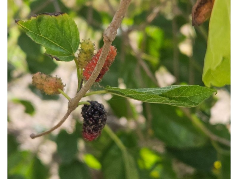 7 Ayers Road, Gundiah QLD 4650