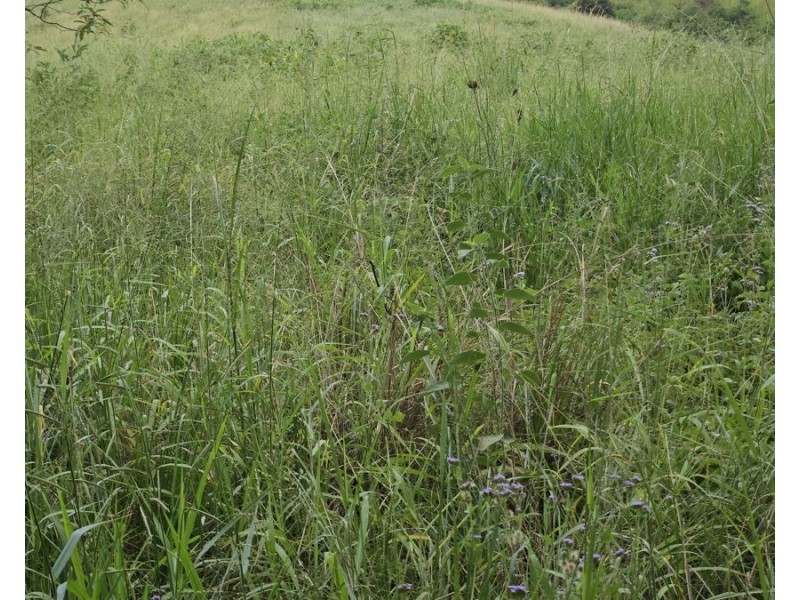 113 Antimony Road, Neerdie QLD 4570