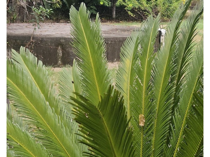 5 Bligh Street, Kilkivan QLD 4600