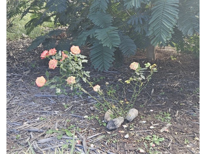 11 Leddy Court, Moffatdale QLD 4605