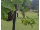 127 Cliff Jones Road, Curra QLD 4570