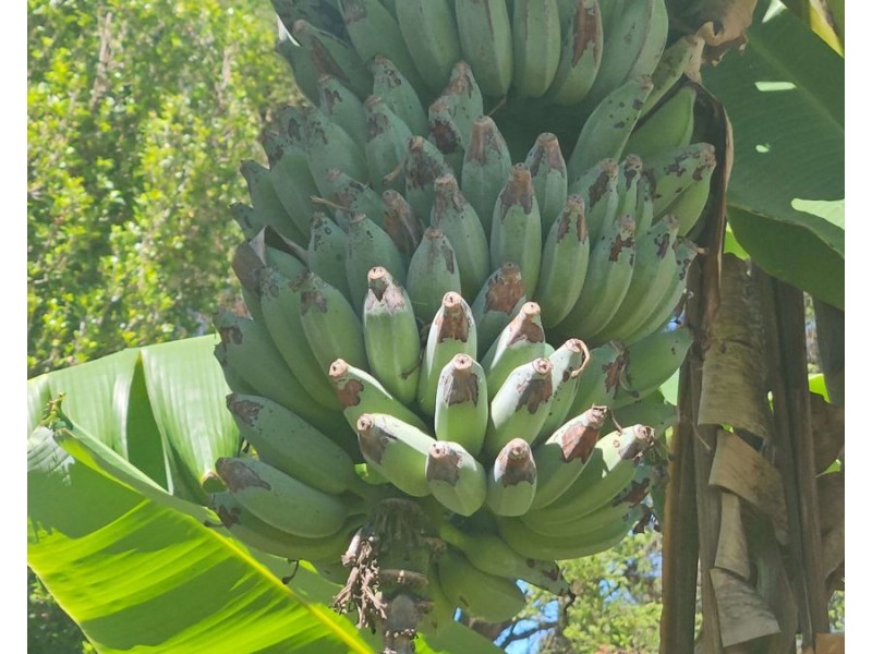 36 Laird Street, Goomeri QLD 4601