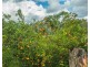 54 Sutton Road, Coolabine QLD 4574