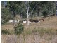 Tansey QLD 4601