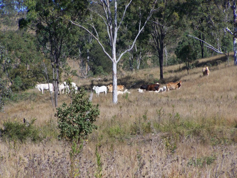 Tansey QLD 4601