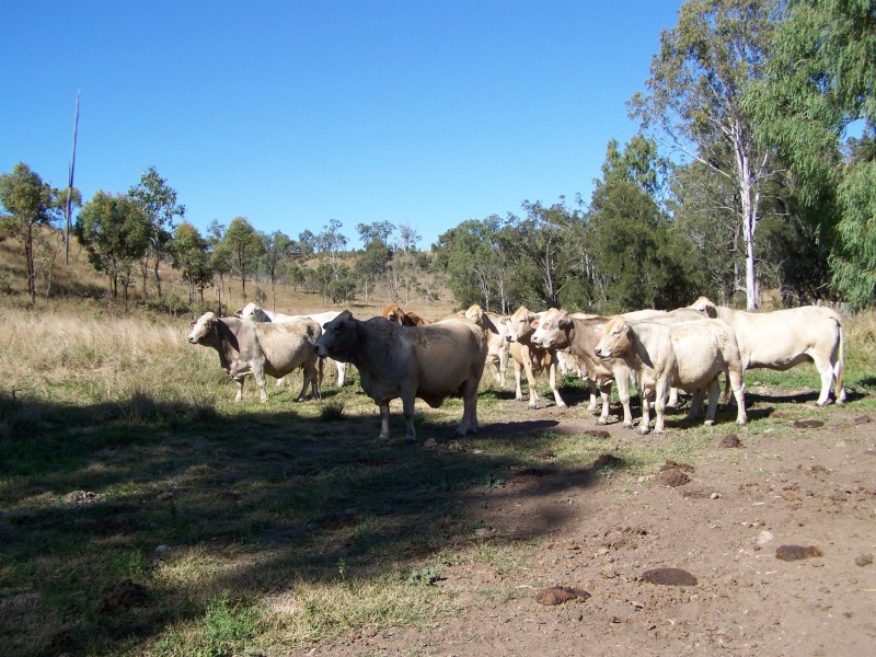 Tansey QLD 4601