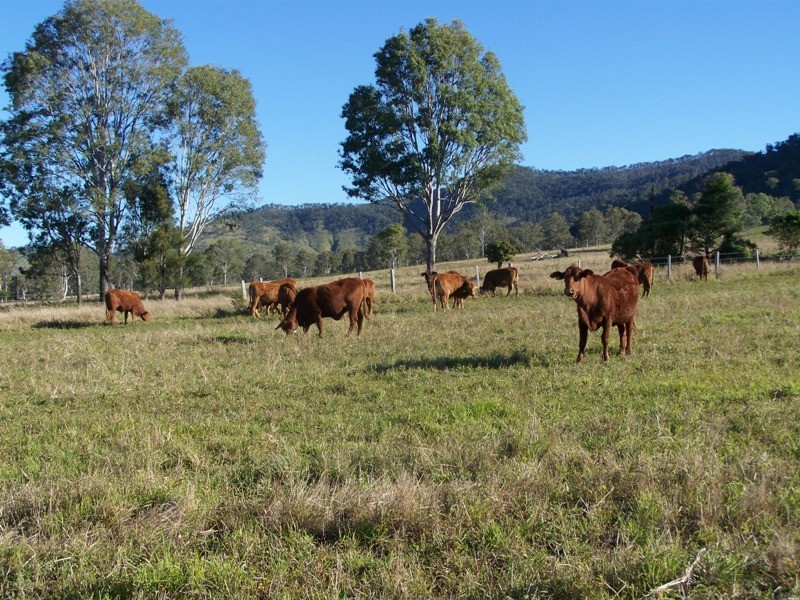 Lower Wonga QLD 4570