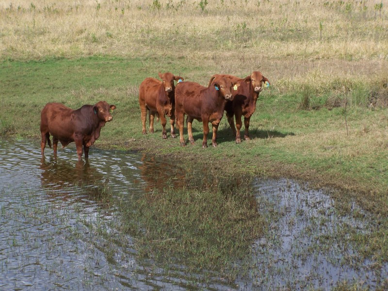 Lower Wonga QLD 4570