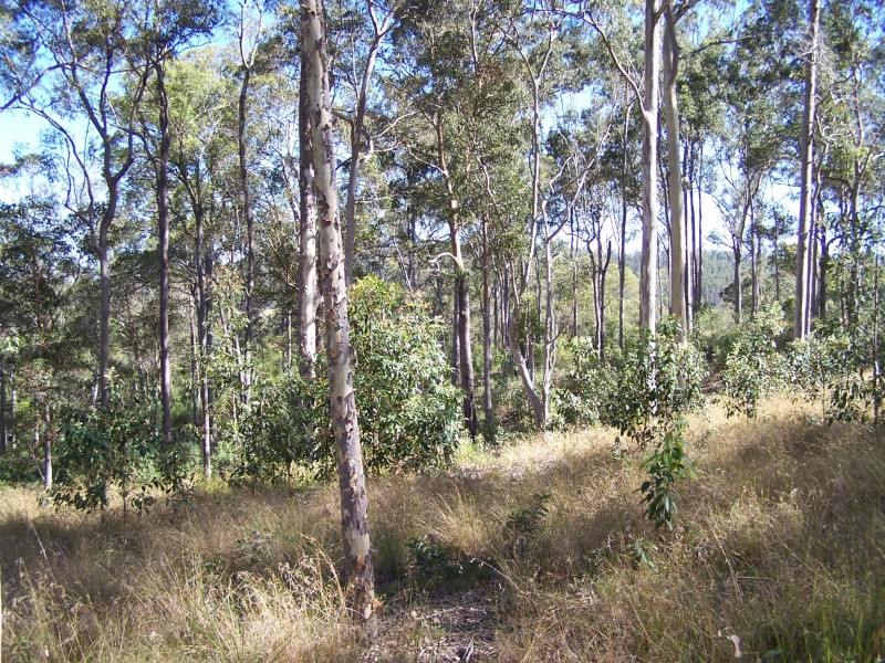 Mothar Mountain QLD 4570