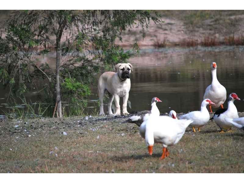 Glenwood QLD 4570