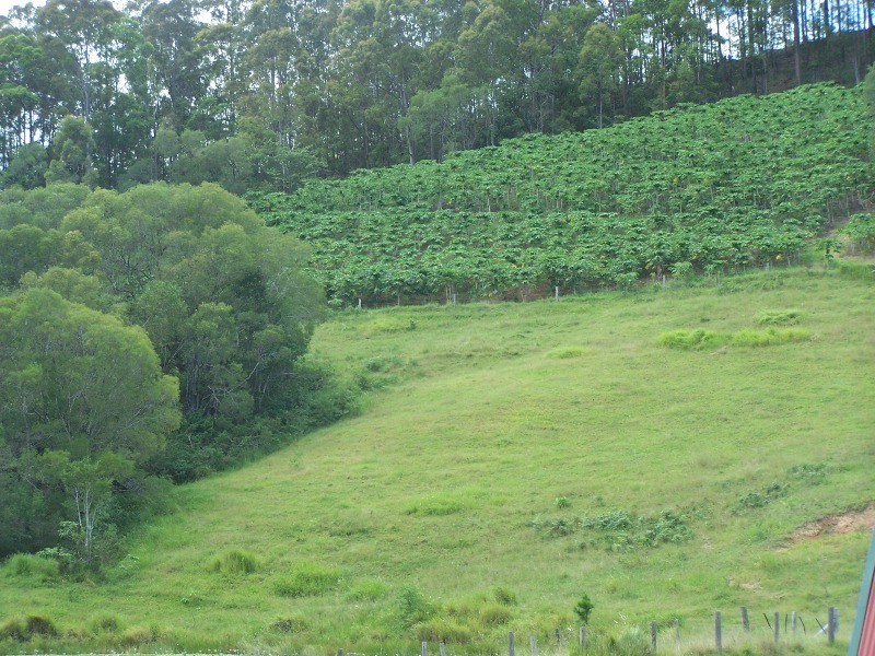 Wilsons Pocket QLD 4570