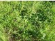 Coondoo QLD 4570