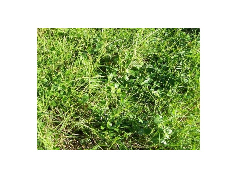 Coondoo QLD 4570