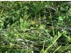 Coondoo QLD 4570