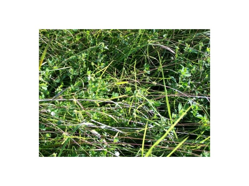 Coondoo QLD 4570