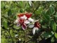 Lower Wonga QLD 4570