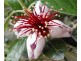 Lower Wonga QLD 4570