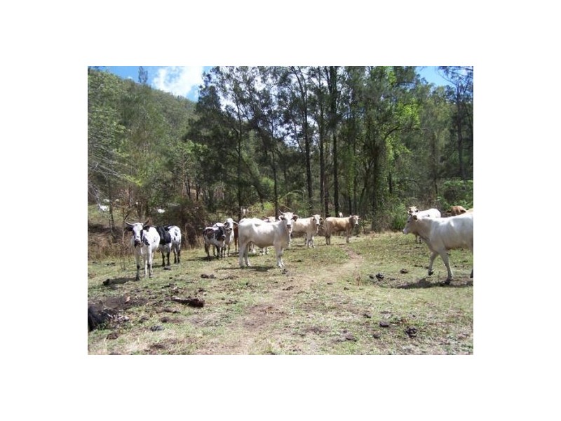 Black Snake QLD 4600