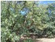 Amamoor QLD 4570