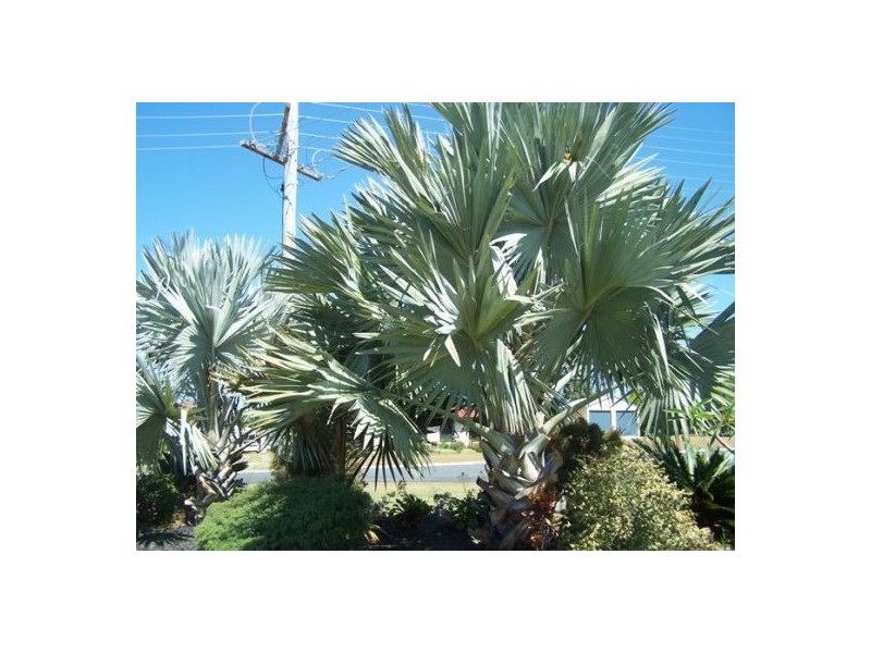 Cooloola Cove QLD 4580