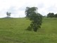 Wolvi QLD 4570
