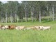 Wolvi QLD 4570