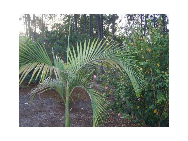 Victory Heights QLD 4570