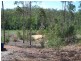 Sexton QLD 4570