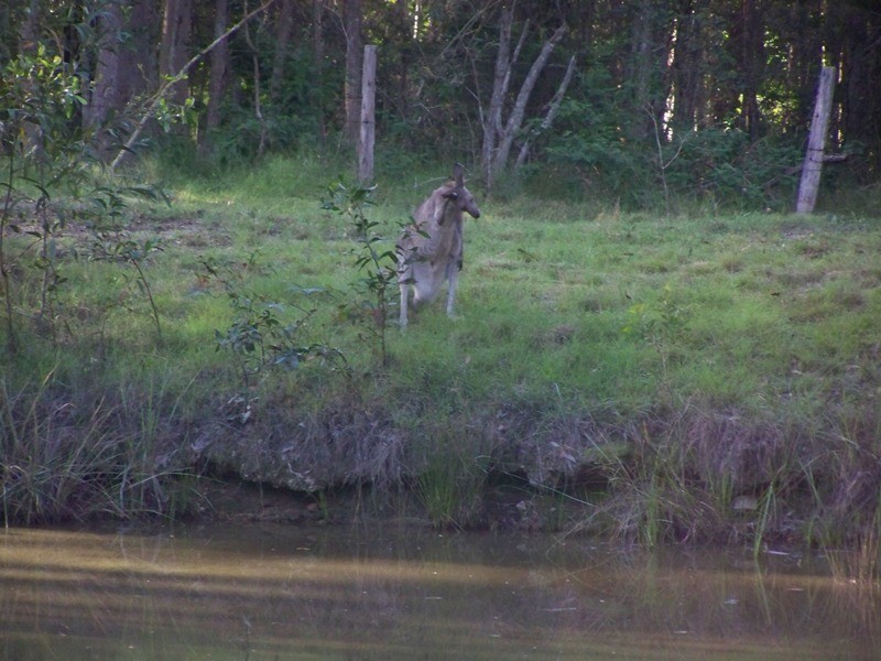 Tamaree QLD 4570