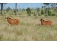 Hawkwood QLD 4626