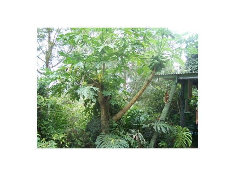 Mothar Mountain QLD 4570