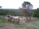 Corella QLD 4570