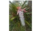 Downsfield QLD 4570