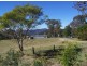 Black Snake QLD 4600
