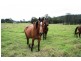 Wolvi QLD 4570