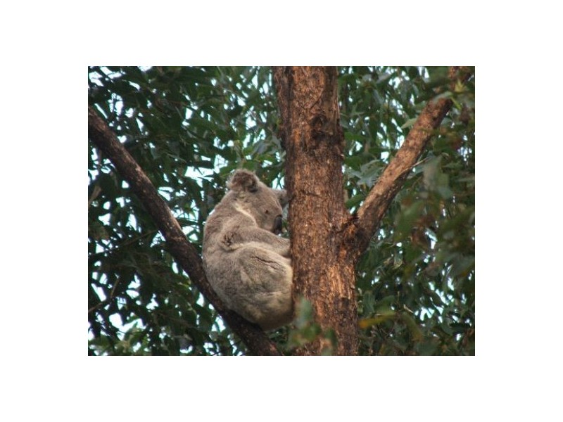 Cedar Pocket QLD 4570