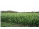 Kilkivan QLD 4600