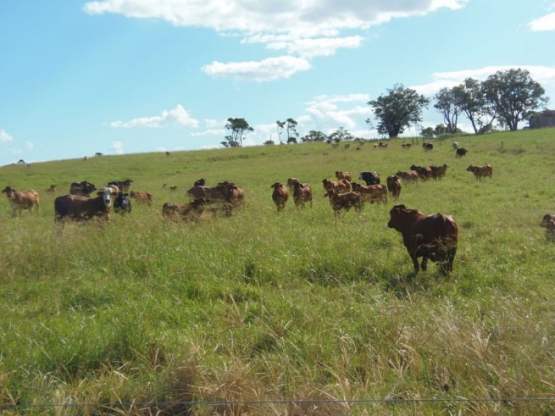 Theebine QLD 4570