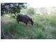 Wolvi QLD 4570